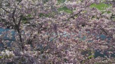 Parktaki güzel kiraz çiçeklerinin hava görüntüleri. Baharda çiçek açan pembe çiçeklerdeki sakura ağaçlarının resimli bahçedeki insansız hava aracı videosu. Güneşli mavi gökyüzünde ağacın dalları. Çiçek deseni