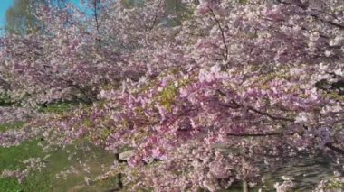 Parktaki güzel kiraz çiçeklerinin hava görüntüleri. Baharda çiçek açan pembe çiçeklerdeki sakura ağaçlarının resimli bahçedeki insansız hava aracı videosu. Güneşli mavi gökyüzünde ağacın dalları. Çiçek deseni