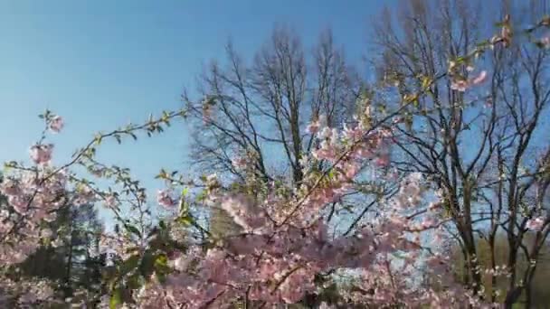 Aerial footage of beautiful cherry blossoms in park. Drone video of sakura trees in blooming pink flowers in spring in picturesque garden. Branches of the tree over sunny blue sky. Floral pattern — стоковое видео