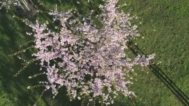 Aerial footage of beautiful cherry blossoms in park. Drone video of sakura trees in blooming pink flowers in spring in picturesque garden. Branches of the tree over sunny blue sky. Floral pattern — стоковое видео