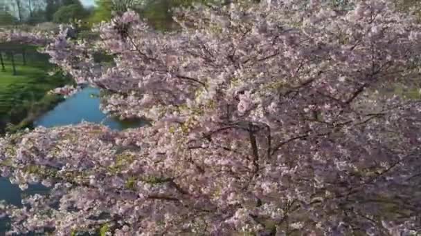 Aerial footage of beautiful cherry blossoms in park. Drone video of sakura trees in blooming pink flowers in spring in picturesque garden. Branches of the tree over sunny blue sky. Floral pattern — Stock video