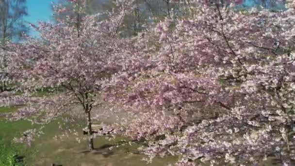 Aerial footage of beautiful cherry blossoms in park. Drone video of sakura trees in blooming pink flowers in spring in picturesque garden. Branches of the tree over sunny blue sky. Floral pattern — Stock Video