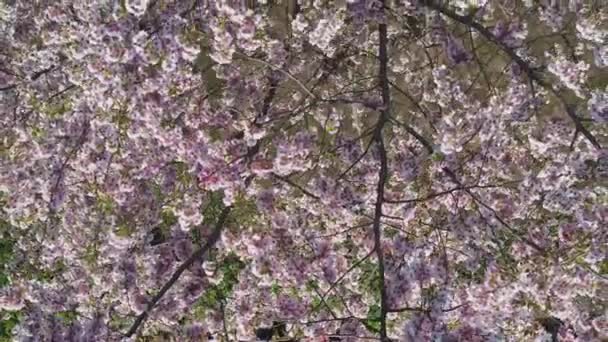 Aerial footage of beautiful cherry blossoms in park. Drone video of sakura trees in blooming pink flowers in spring in picturesque garden. Branches of the tree over sunny blue sky. Floral pattern — стоковое видео