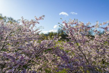 Parktaki güzel kiraz çiçeklerinin hava manzarası. Baharda çiçek açan pembe çiçeklerle dolu resimli bahçede sakura ağaçlarının insansız hava aracı fotoğrafı. Güneşli mavi gökyüzünde ağacın dalları. Çiçek deseni