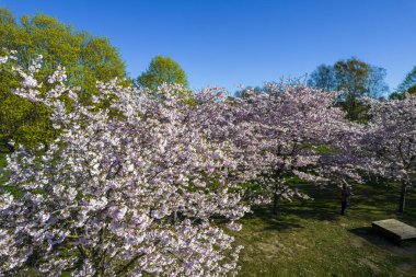 Parktaki güzel kiraz çiçeklerinin hava manzarası. Baharda çiçek açan pembe çiçeklerle dolu resimli bahçede sakura ağaçlarının insansız hava aracı fotoğrafı. Güneşli mavi gökyüzünde ağacın dalları. Çiçek deseni