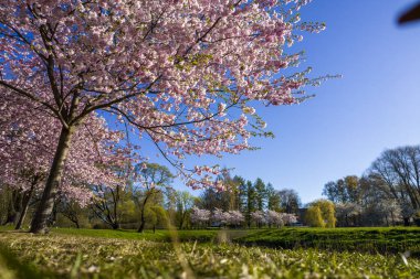 Parktaki güzel kiraz çiçeklerinin hava manzarası. Baharda çiçek açan pembe çiçeklerle dolu resimli bahçede sakura ağaçlarının insansız hava aracı fotoğrafı. Güneşli mavi gökyüzünde ağacın dalları. Çiçek deseni