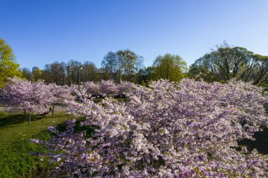 Parktaki güzel kiraz çiçeklerinin hava manzarası. Baharda çiçek açan pembe çiçeklerle dolu resimli bahçede sakura ağaçlarının insansız hava aracı fotoğrafı. Güneşli mavi gökyüzünde ağacın dalları. Çiçek deseni