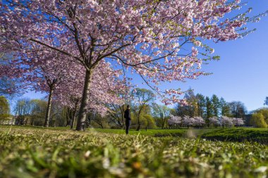 Parktaki güzel kiraz çiçeklerinin hava manzarası. Baharda çiçek açan pembe çiçeklerle dolu resimli bahçede sakura ağaçlarının insansız hava aracı fotoğrafı. Güneşli mavi gökyüzünde ağacın dalları. Çiçek deseni
