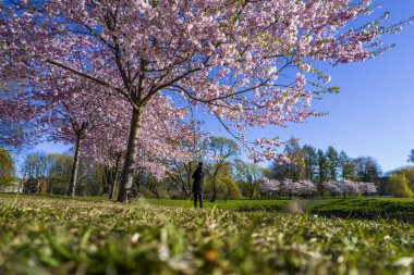 Parktaki güzel kiraz çiçeklerinin hava manzarası. Baharda çiçek açan pembe çiçeklerle dolu resimli bahçede sakura ağaçlarının insansız hava aracı fotoğrafı. Güneşli mavi gökyüzünde ağacın dalları. Çiçek deseni