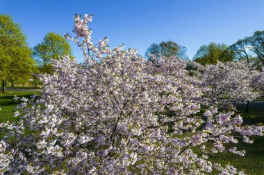 Parktaki güzel kiraz çiçeklerinin hava manzarası. Baharda çiçek açan pembe çiçeklerle dolu resimli bahçede sakura ağaçlarının insansız hava aracı fotoğrafı. Güneşli mavi gökyüzünde ağacın dalları. Çiçek deseni