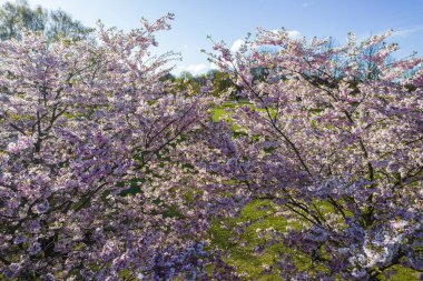 Parktaki güzel kiraz çiçeklerinin hava manzarası. Baharda çiçek açan pembe çiçeklerle dolu resimli bahçede sakura ağaçlarının insansız hava aracı fotoğrafı. Güneşli mavi gökyüzünde ağacın dalları. Çiçek deseni