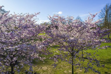 Parktaki güzel kiraz çiçeklerinin hava manzarası. Baharda çiçek açan pembe çiçeklerle dolu resimli bahçede sakura ağaçlarının insansız hava aracı fotoğrafı. Güneşli mavi gökyüzünde ağacın dalları. Çiçek deseni