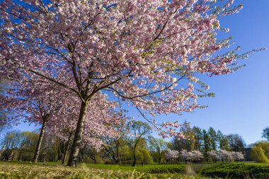 Parktaki güzel kiraz çiçeklerinin hava manzarası. Baharda çiçek açan pembe çiçeklerle dolu resimli bahçede sakura ağaçlarının insansız hava aracı fotoğrafı. Güneşli mavi gökyüzünde ağacın dalları. Çiçek deseni