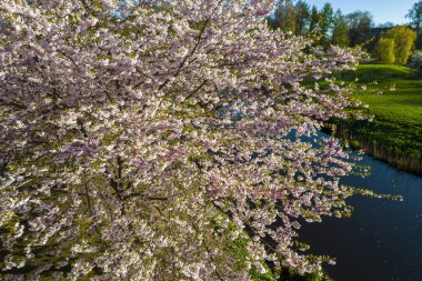 Parktaki güzel kiraz çiçeklerinin hava manzarası. Baharda çiçek açan pembe çiçeklerle dolu resimli bahçede sakura ağaçlarının insansız hava aracı fotoğrafı. Güneşli mavi gökyüzünde ağacın dalları. Çiçek deseni