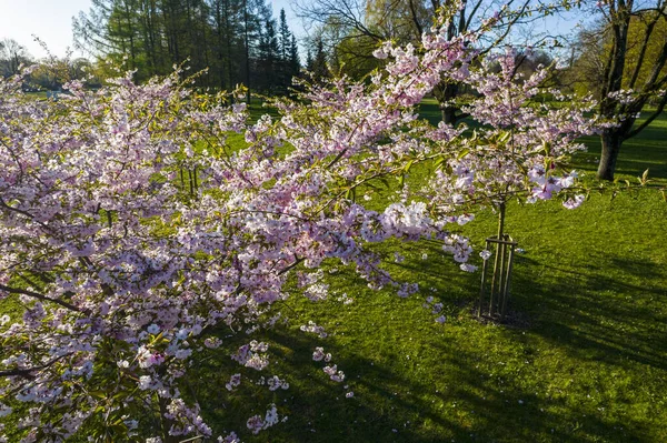 Parktaki güzel kiraz çiçeklerinin hava manzarası. Baharda çiçek açan pembe çiçeklerle dolu resimli bahçede sakura ağaçlarının insansız hava aracı fotoğrafı. Güneşli mavi gökyüzünde ağacın dalları. Çiçek deseni