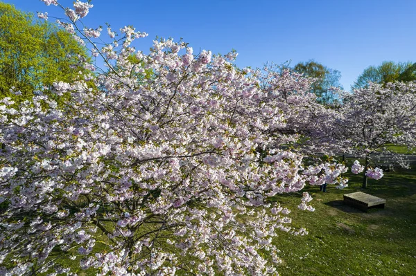 Parktaki güzel kiraz çiçeklerinin hava manzarası. Baharda çiçek açan pembe çiçeklerle dolu resimli bahçede sakura ağaçlarının insansız hava aracı fotoğrafı. Güneşli mavi gökyüzünde ağacın dalları. Çiçek deseni