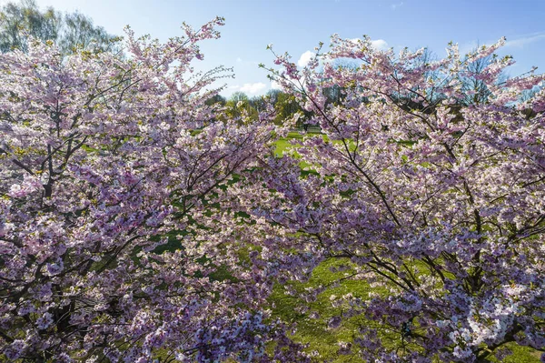 Parktaki güzel kiraz çiçeklerinin hava manzarası. Baharda çiçek açan pembe çiçeklerle dolu resimli bahçede sakura ağaçlarının insansız hava aracı fotoğrafı. Güneşli mavi gökyüzünde ağacın dalları. Çiçek deseni