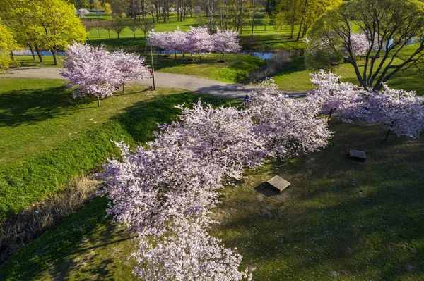 Parktaki güzel kiraz çiçeklerinin hava manzarası. Baharda çiçek açan pembe çiçeklerdeki sakura ağaçlarının resim bahçesindeki insansız hava aracı fotoğrafı. Güneşli mavi gökyüzünde ağacın dalları. Çiçek deseni