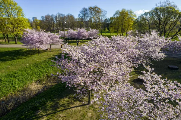 Parktaki güzel kiraz çiçeklerinin hava manzarası. Baharda çiçek açan pembe çiçeklerdeki sakura ağaçlarının resim bahçesindeki insansız hava aracı fotoğrafı. Güneşli mavi gökyüzünde ağacın dalları. Çiçek deseni