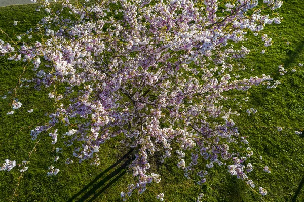 Aerial view of beautiful cherry blossoms in park. Drone photo of sakura trees in blooming pink flowers in spring in picturesque garden. Branches of the tree over sunny blue sky. Floral pattern — Stockfoto