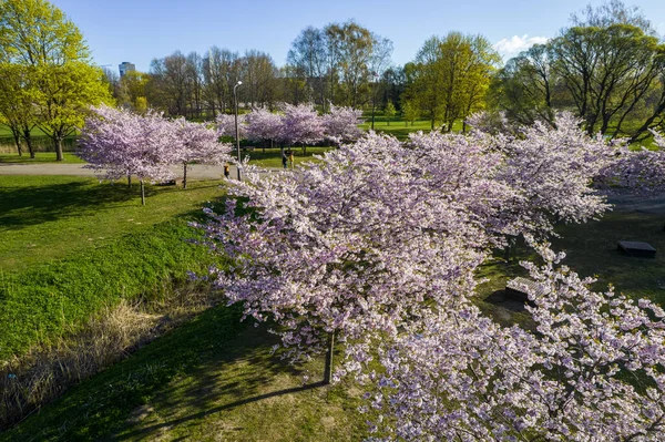 Aerial view of beautiful cherry blossoms in park. Drone photo of sakura trees in blooming pink flowers in spring in picturesque garden. Branches of the tree over sunny blue sky. Floral pattern Foto Stock Royalty Free