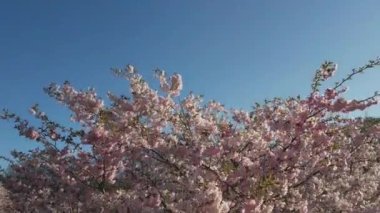 Parktaki güzel kiraz çiçeklerinin hava görüntüleri. Baharda çiçek açan pembe çiçeklerle dolu resimli bahçede sakura ağaçlarının insansız hava aracı videosu. Güneşli mavi gökyüzünde ağacın dalları. Çiçek deseni