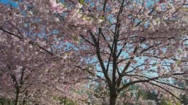 Parktaki güzel kiraz çiçeklerinin hava görüntüleri. Baharda çiçek açan pembe çiçeklerle dolu resimli bahçede sakura ağaçlarının insansız hava aracı videosu. Güneşli mavi gökyüzünde ağacın dalları. Çiçek deseni