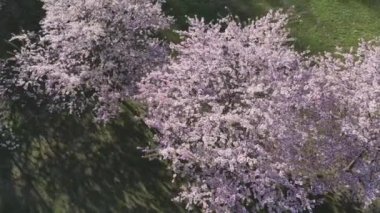 Parktaki güzel kiraz çiçeklerinin hava görüntüleri. Baharda çiçek açan pembe çiçeklerle dolu resimli bahçede sakura ağaçlarının insansız hava aracı videosu. Güneşli mavi gökyüzünde ağacın dalları. Çiçek deseni