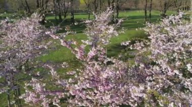 Parktaki güzel kiraz çiçeklerinin hava görüntüleri. Baharda çiçek açan pembe çiçeklerle dolu resimli bahçede sakura ağaçlarının insansız hava aracı videosu. Güneşli mavi gökyüzünde ağacın dalları. Çiçek deseni