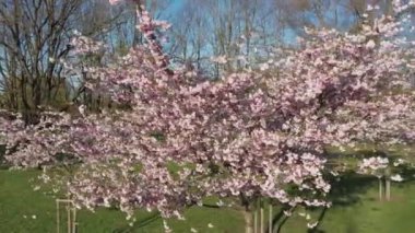 Parktaki güzel kiraz çiçeklerinin hava görüntüleri. Baharda çiçek açan pembe çiçeklerle dolu resimli bahçede sakura ağaçlarının insansız hava aracı videosu. Güneşli mavi gökyüzünde ağacın dalları. Çiçek deseni