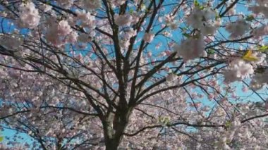 Parktaki güzel kiraz çiçeklerinin hava görüntüleri. Baharda çiçek açan pembe çiçeklerle dolu resimli bahçede sakura ağaçlarının insansız hava aracı videosu. Güneşli mavi gökyüzünde ağacın dalları. Çiçek deseni