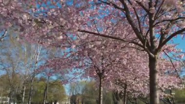 Aerial footage of beautiful cherry blossoms in park. Drone video of sakura trees full in blooming pink flowers in spring in picturesque garden. Branches of the tree over sunny blue sky. Floral pattern