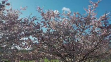 Parktaki güzel kiraz çiçeklerinin hava görüntüleri. Baharda çiçek açan pembe çiçeklerle dolu resimli bahçede sakura ağaçlarının insansız hava aracı videosu. Güneşli mavi gökyüzünde ağacın dalları. Çiçek deseni