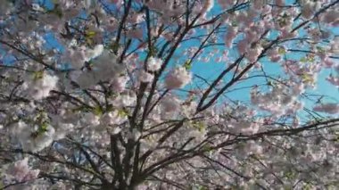 Parktaki güzel kiraz çiçeklerinin hava görüntüleri. Baharda çiçek açan pembe çiçeklerle dolu resimli bahçede sakura ağaçlarının insansız hava aracı videosu. Güneşli mavi gökyüzünde ağacın dalları. Çiçek deseni