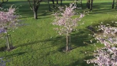 Parktaki güzel kiraz çiçeklerinin hava görüntüleri. Baharda çiçek açan pembe çiçeklerle dolu resimli bahçede sakura ağaçlarının insansız hava aracı videosu. Güneşli mavi gökyüzünde ağacın dalları. Çiçek deseni