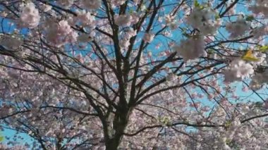 Parktaki güzel kiraz çiçeklerinin hava görüntüleri. Baharda çiçek açan pembe çiçeklerle dolu resimli bahçede sakura ağaçlarının insansız hava aracı videosu. Güneşli mavi gökyüzünde ağacın dalları. Çiçek deseni