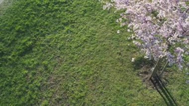 Parktaki güzel kiraz çiçeklerinin hava görüntüleri. Baharda çiçek açan pembe çiçeklerle dolu resimli bahçede sakura ağaçlarının insansız hava aracı videosu. Güneşli mavi gökyüzünde ağacın dalları. Çiçek deseni
