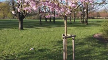 Parktaki güzel kiraz çiçeklerinin hava görüntüleri. Baharda çiçek açan pembe çiçeklerle dolu resimli bahçede sakura ağaçlarının insansız hava aracı videosu. Güneşli mavi gökyüzünde ağacın dalları. Çiçek deseni