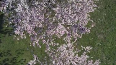Parktaki güzel kiraz çiçeklerinin hava görüntüleri. Baharda çiçek açan pembe çiçeklerle dolu resimli bahçede sakura ağaçlarının insansız hava aracı videosu. Güneşli mavi gökyüzünde ağacın dalları. Çiçek deseni
