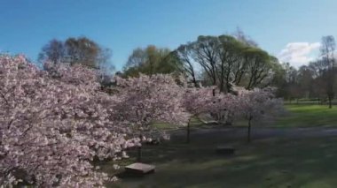 Parktaki güzel kiraz çiçeklerinin hava görüntüleri. Baharda çiçek açan pembe çiçeklerle dolu resimli bahçede sakura ağaçlarının insansız hava aracı videosu. Güneşli mavi gökyüzünde ağacın dalları. Çiçek deseni