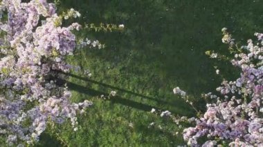 Parktaki güzel kiraz çiçeklerinin hava görüntüleri. Baharda çiçek açan pembe çiçeklerle dolu resimli bahçede sakura ağaçlarının insansız hava aracı videosu. Güneşli mavi gökyüzünde ağacın dalları. Çiçek deseni