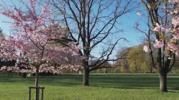 Zdjęcia Lotnicze Pięknych Kwiatów Wiśni Parku Drone Wideo Sakura Drzew — Wideo stockowe