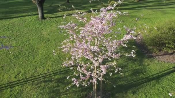 Zdjęcia Lotnicze Pięknych Kwiatów Wiśni Parku Drone Wideo Sakura Drzew — Wideo stockowe