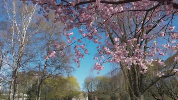 Aerial Footage Beautiful Cherry Blossoms Park Drone Video Sakura Trees — стоковое видео