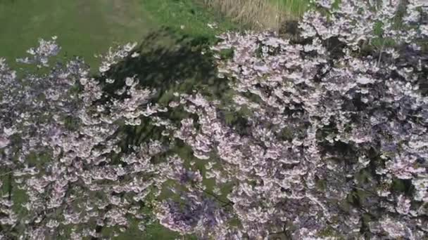 Aerial Footage Beautiful Cherry Blossoms Park Drone Video Sakura Trees — стоковое видео