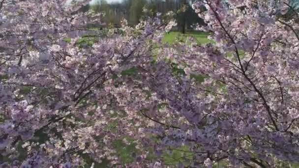 Aerial Footage Beautiful Cherry Blossoms Park Drone Video Sakura Trees — Vídeos de Stock