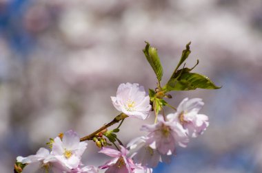 Parkta güzel kiraz çiçekleri var. Baharda çiçek açan pembe çiçeklerle dolu bir bahçe bahçesinde sakura ağacının yakın çekimi. Güneşli mavi gökyüzünde ağacın dalları. Çiçek desenli doku, duvar kağıdı