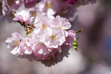 Parkta güzel kiraz çiçekleri var. Baharda çiçek açan pembe çiçeklerle dolu bir bahçe bahçesinde sakura ağacının yakın çekimi. Güneşli mavi gökyüzünde ağacın dalları. Çiçek desenli doku, duvar kağıdı