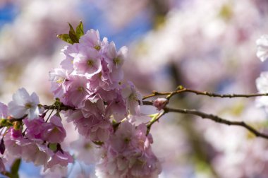 Beautiful cherry blossoms in park. Close-up of sakura tree full in blooming pink flowers in spring in a picturesque garden. Branches of the tree over sunny blue sky. Floral pattern texture, wallpaper