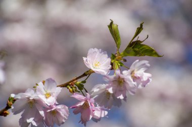 Parkta güzel kiraz çiçekleri var. Baharda çiçek açan pembe çiçeklerle dolu bir bahçe bahçesinde sakura ağacının yakın çekimi. Güneşli mavi gökyüzünde ağacın dalları. Çiçek desenli doku, duvar kağıdı